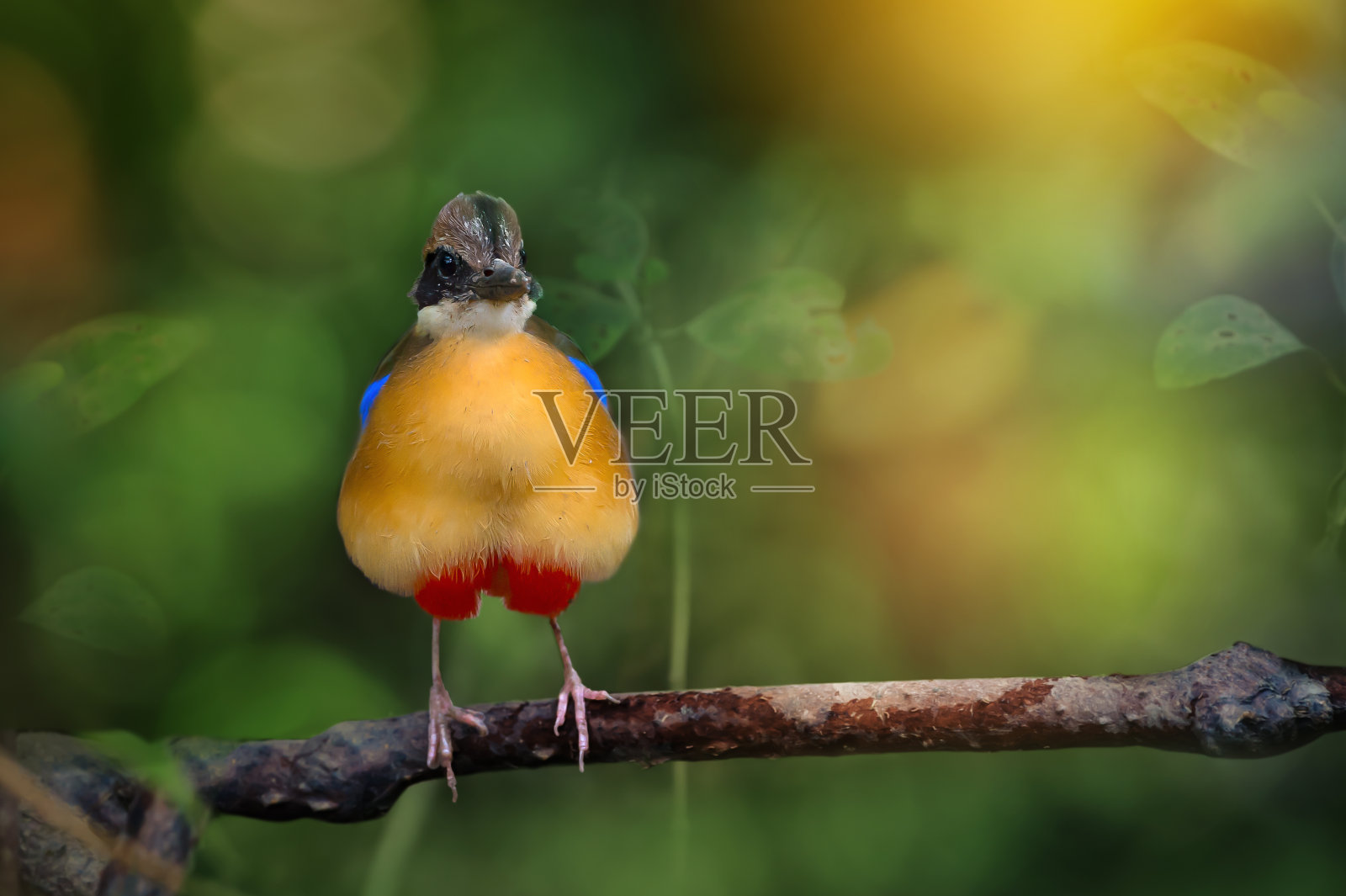 彩色的红树皮塔鸟在红树上竖起羽毛照片摄影图片