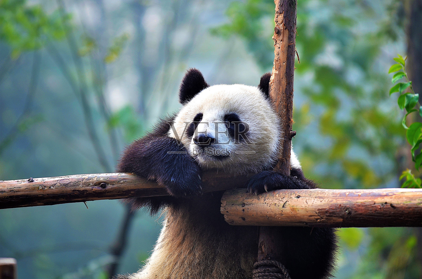 挂在树枝上的熊猫，中国野生动物。四川省碧峰峡自然保护区。照片摄影图片
