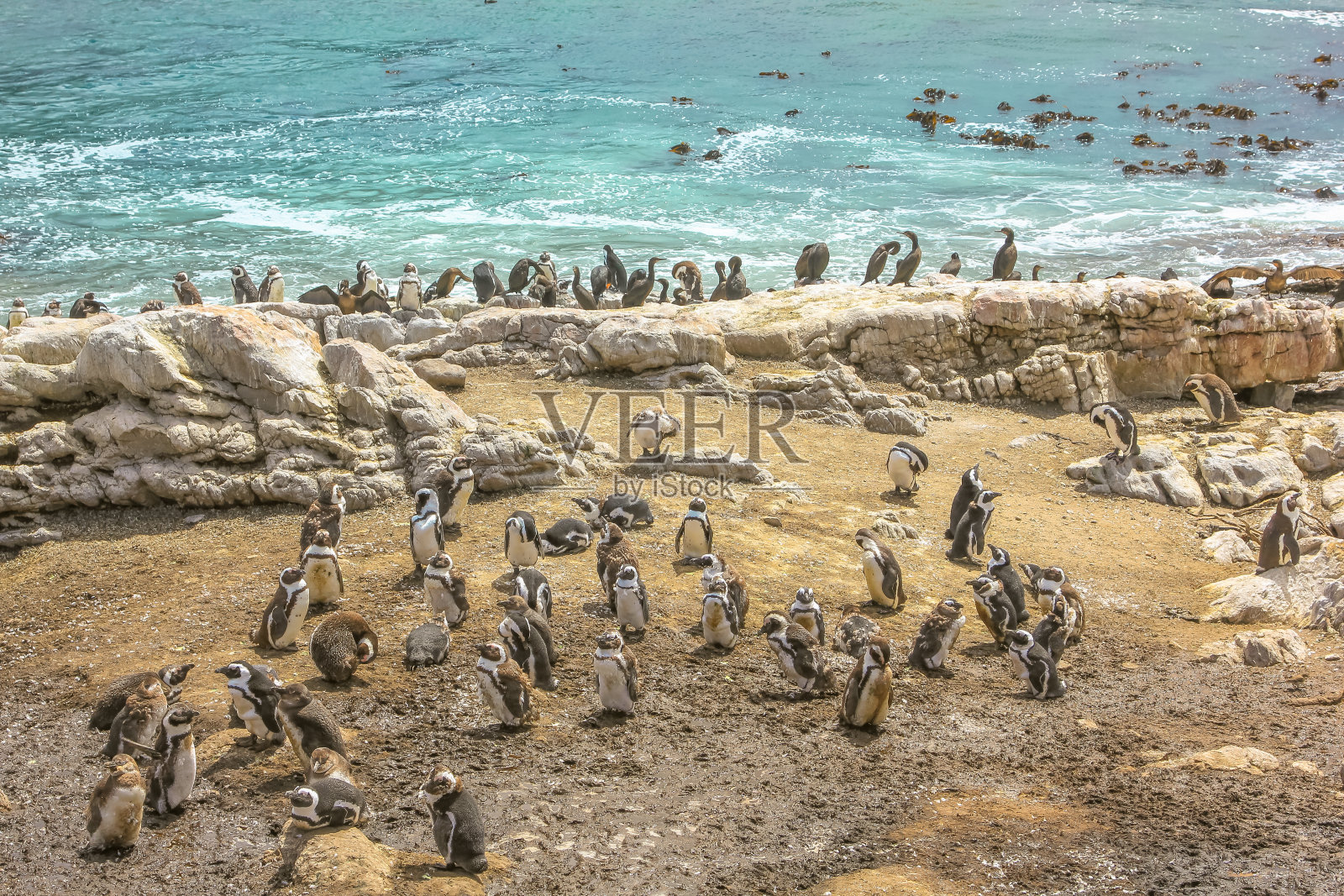 企鹅聚居地南非照片摄影图片