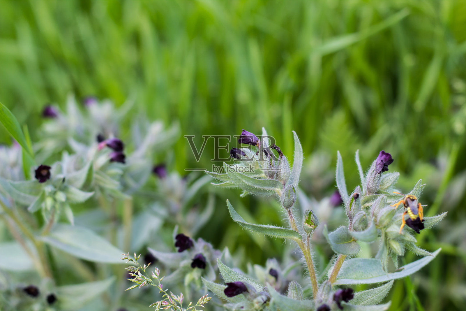 大型蜂蝇，主要为深紫色虎耳花、虎耳花授粉照片摄影图片