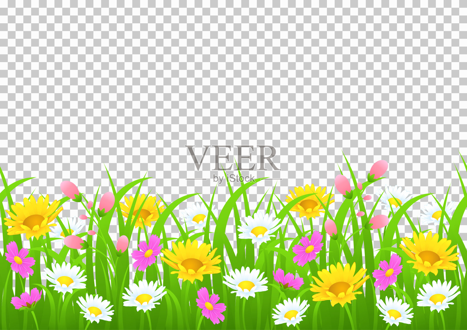 花和草的边框，黄白色的洋甘菊和精致的粉红色的草地花和绿色的草在透明的背景，矢量插图，贺卡装饰元素，图形绘图插画图片素材