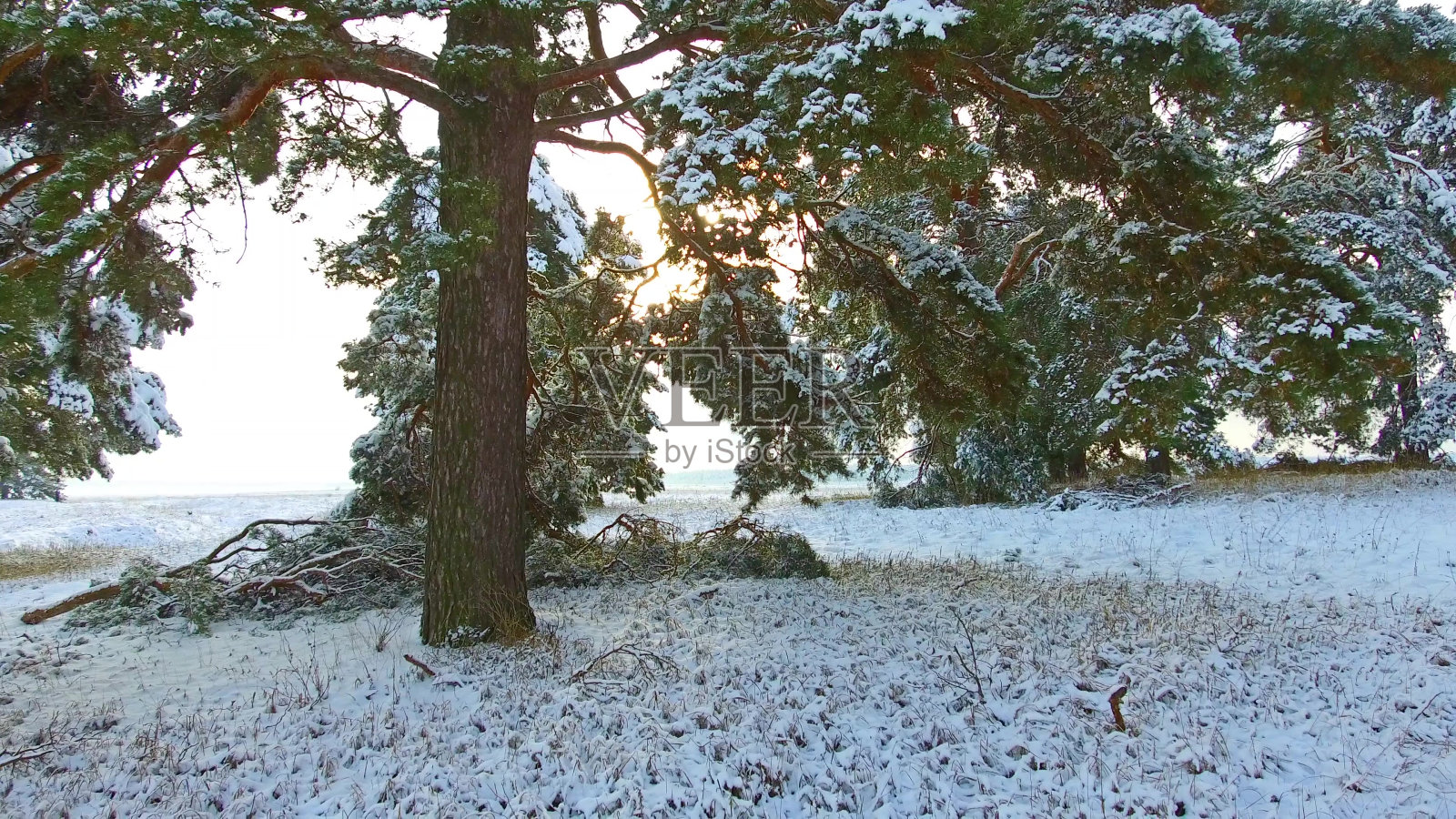 冬天的松林和雪白的圣诞树。冬天的一天，雪花飘落，杉树被皑皑白雪覆盖。冬季背景稳定器拍摄。圣诞树是户外美丽的自然景观照片摄影图片