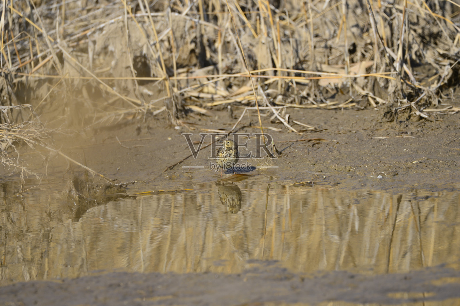 湿地里的一只美丽的鸟照片摄影图片