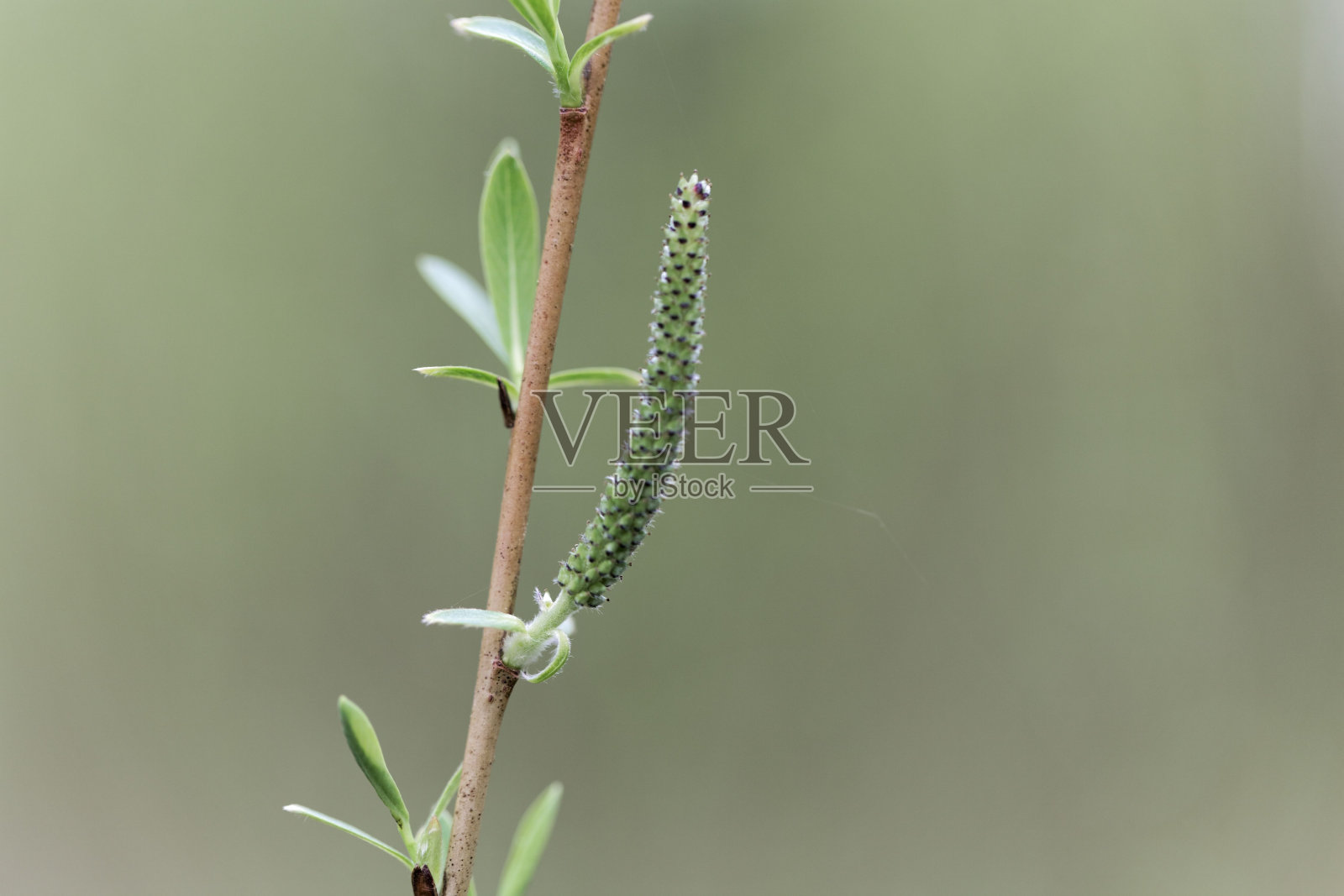 紫柳(Salix purpurea)照片摄影图片