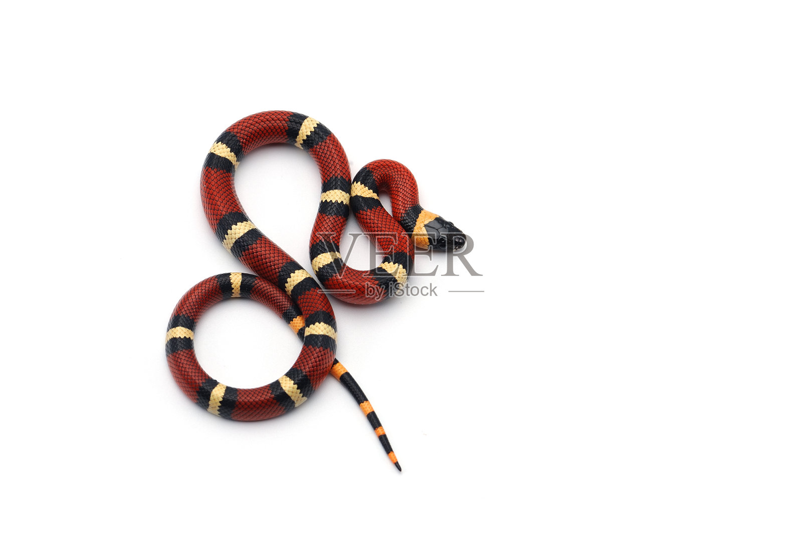 红黑乳蛇孤立在白色背景照片摄影图片