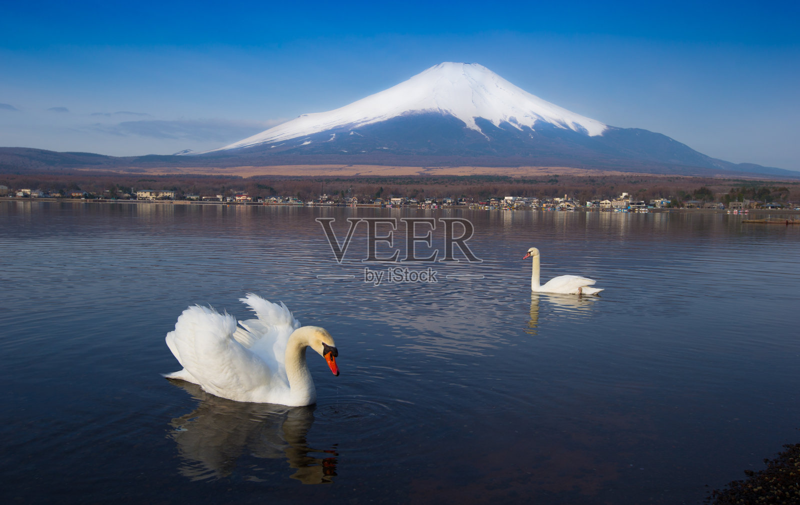 日本山梨县山中湖富士山上的白天鹅照片摄影图片