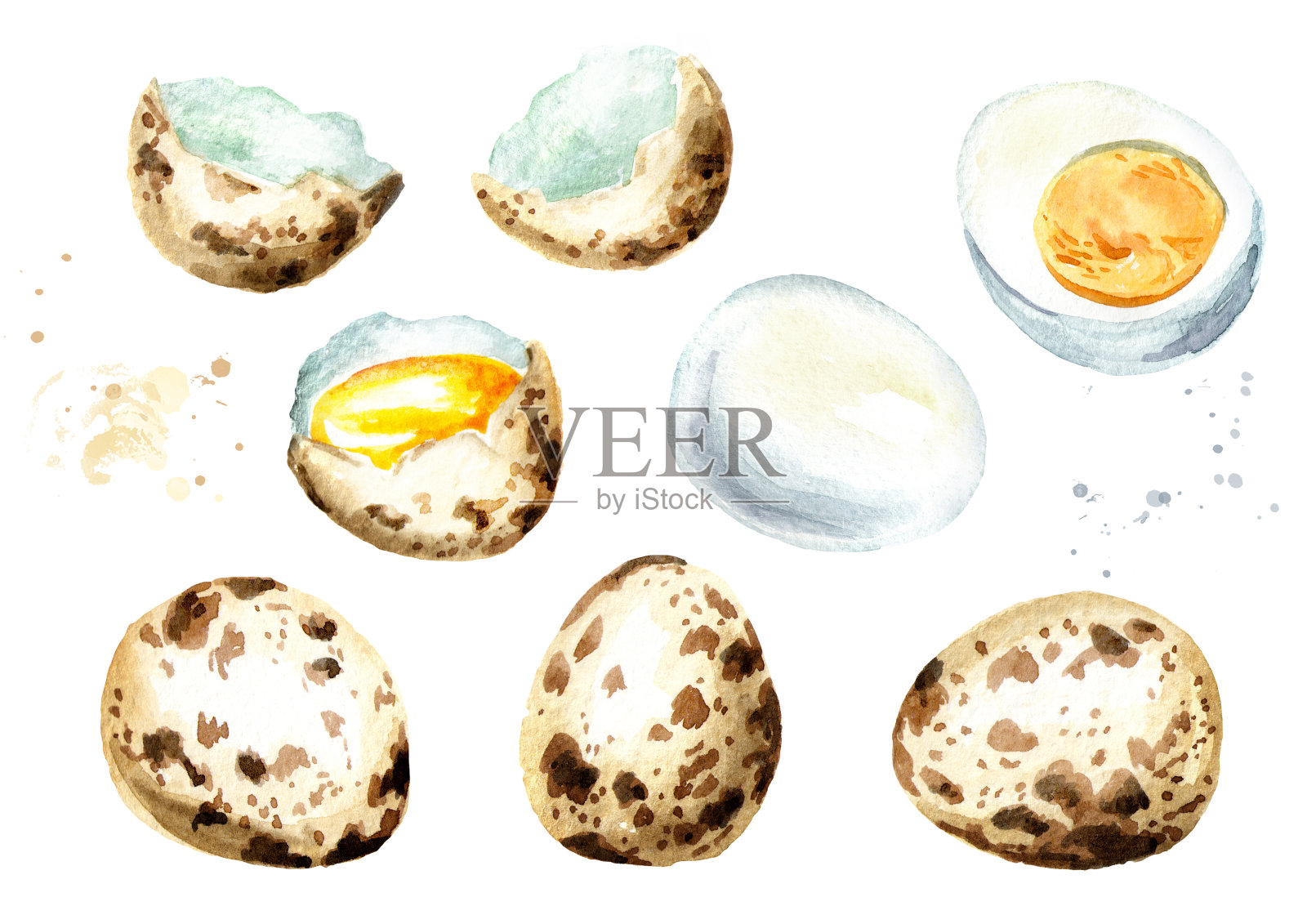 鹌鹑蛋。水彩插图，孤立的白色背景插画图片素材