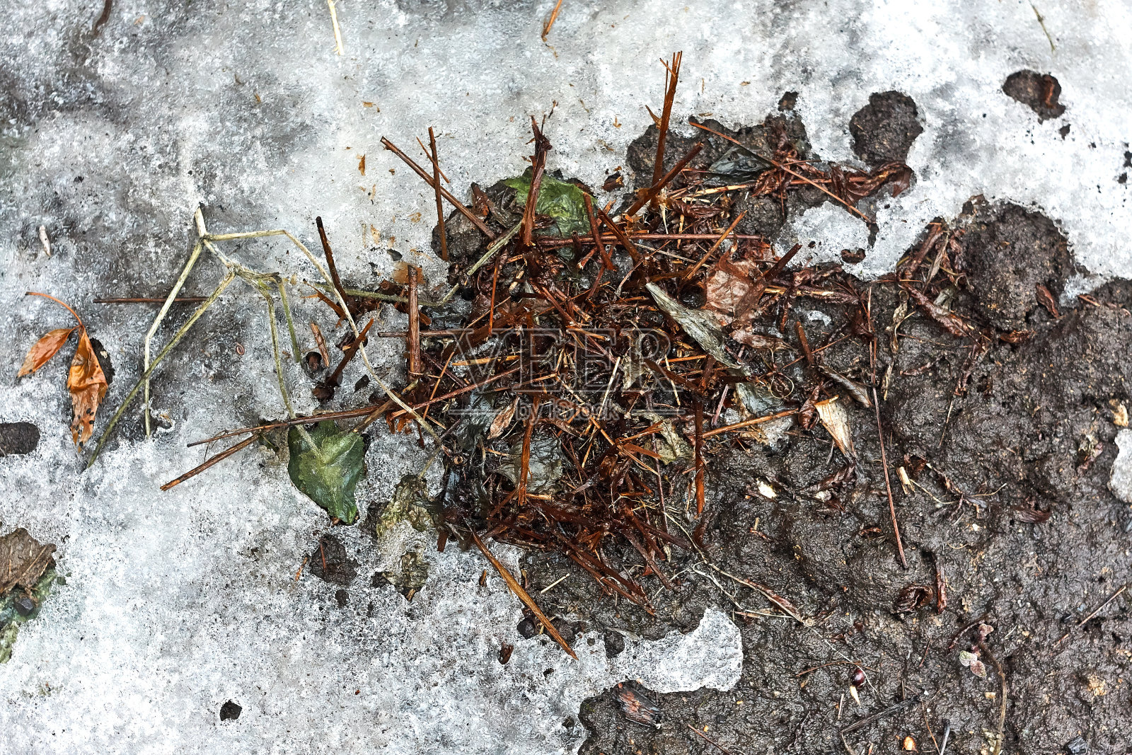 春天冰下的蕨类照片摄影图片