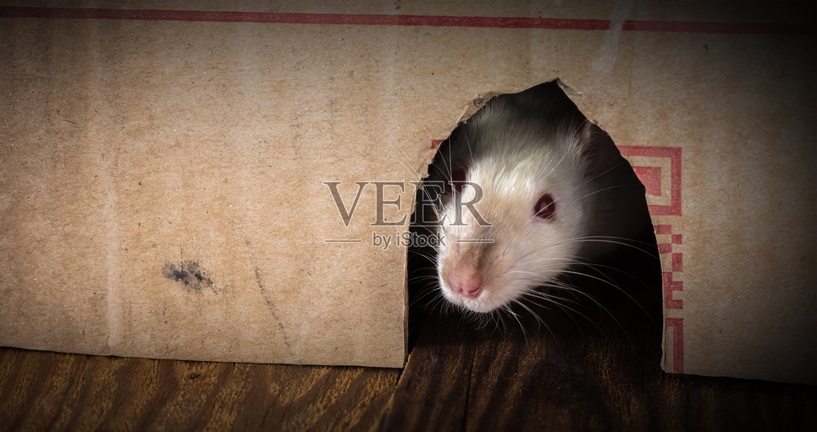 小白鼠向盒子外窥视照片摄影图片