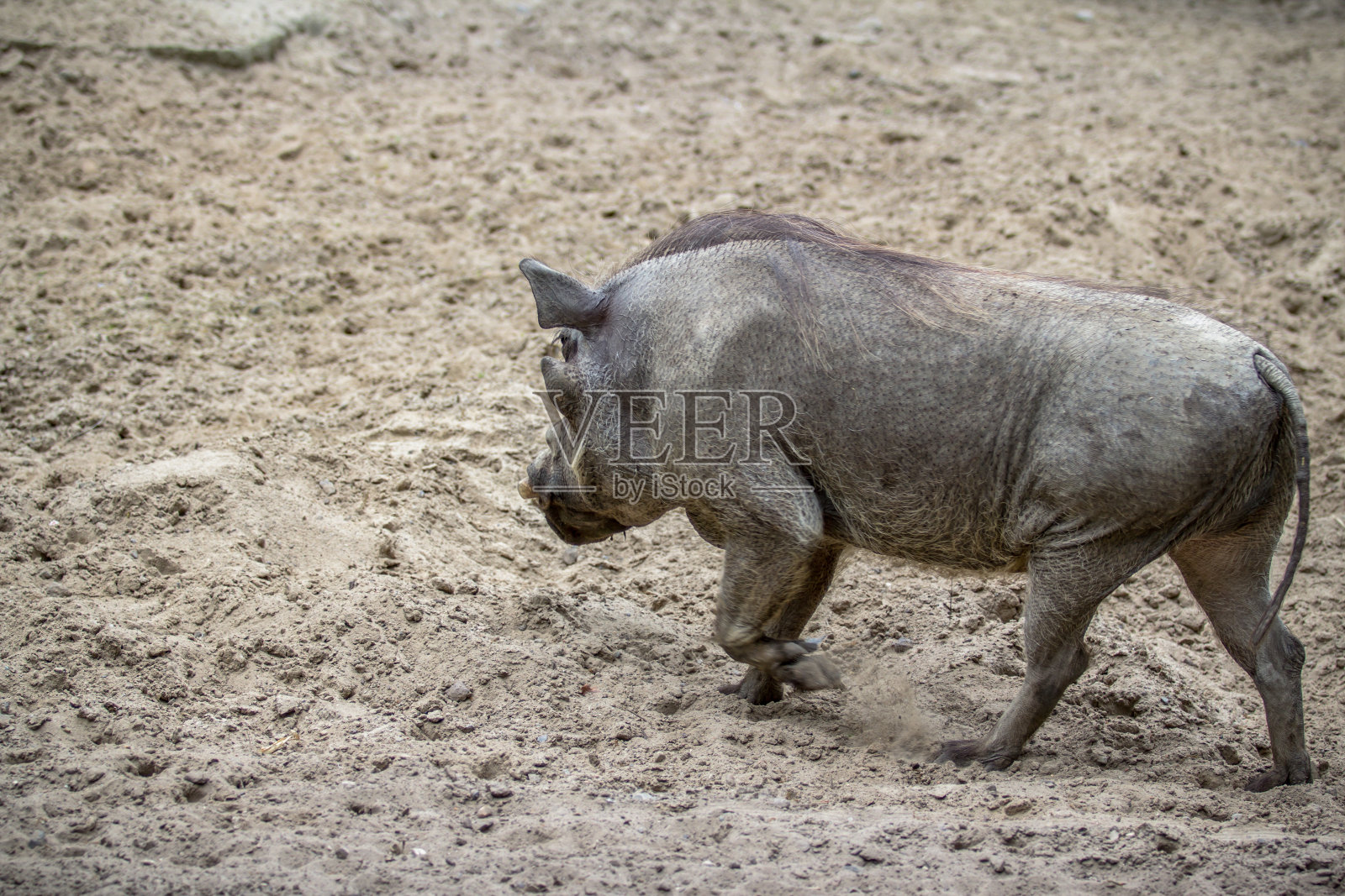 柏林动物园里的野猪照片摄影图片