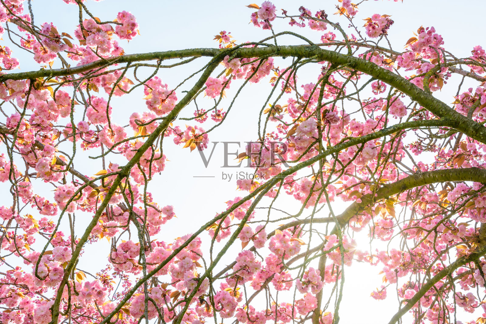 从下面一棵盛开的日本樱桃树的树枝上观看，冉冉升起的阳光穿过粉红色的花朵。照片摄影图片