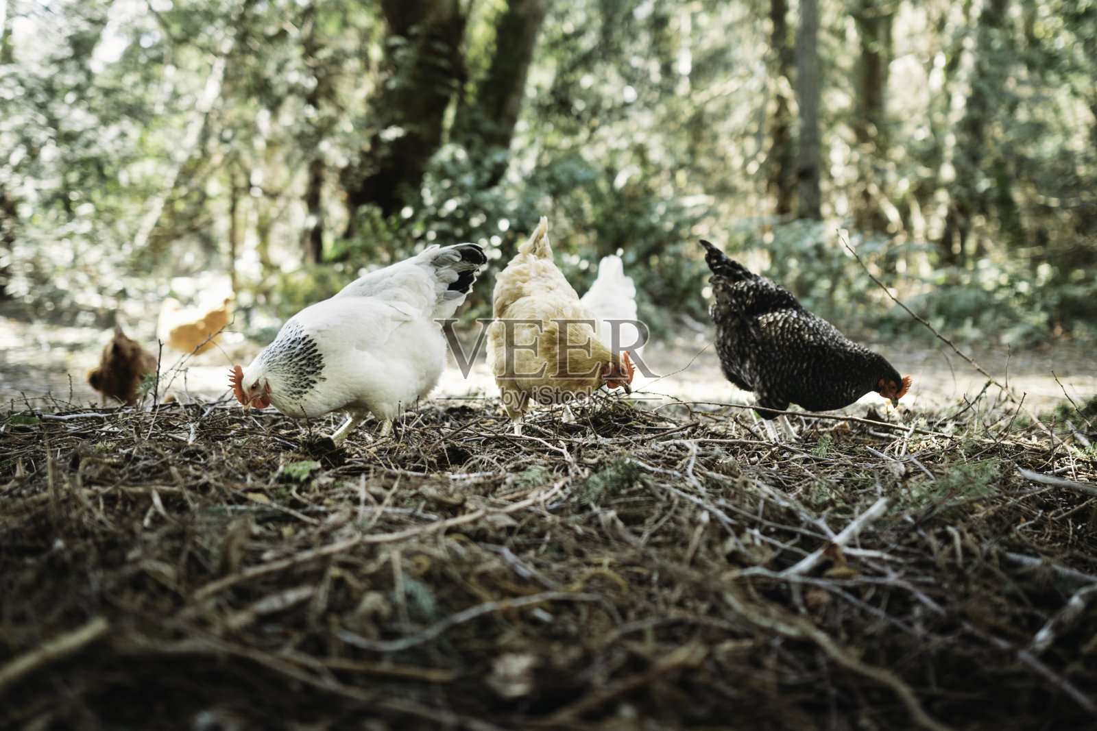 放养的鸡在挖虫子照片摄影图片