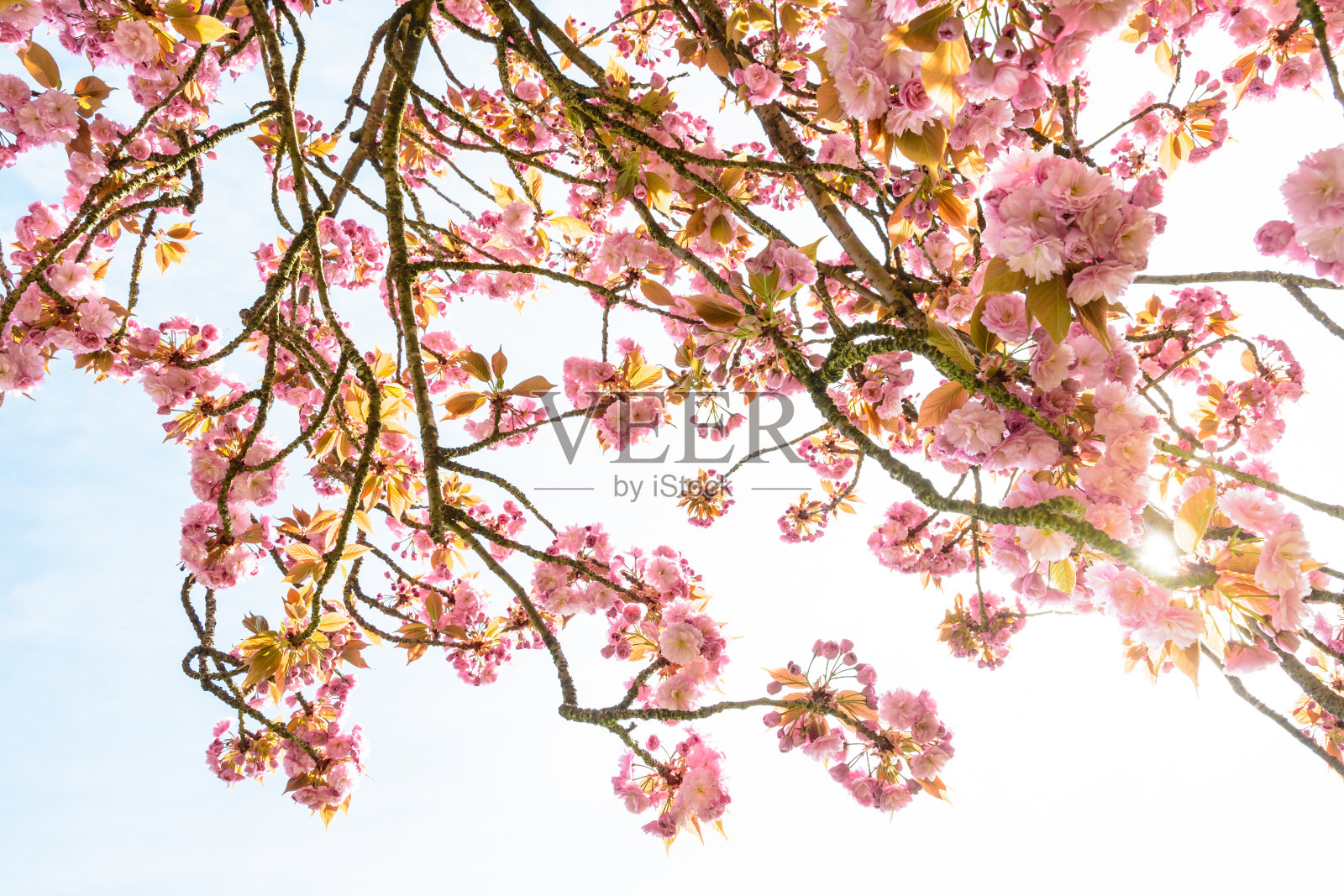 从下面一棵盛开的日本樱桃树的树枝上看，阳光穿过粉红色的花朵。照片摄影图片