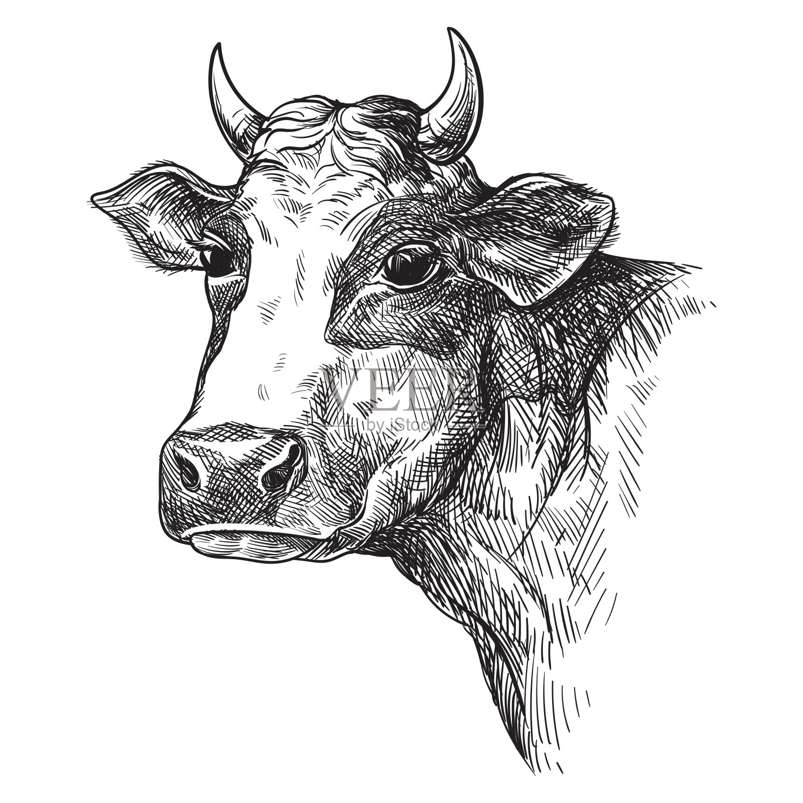 手绘的脸牛素描。牲畜。牛。动物吃草插画图片素材