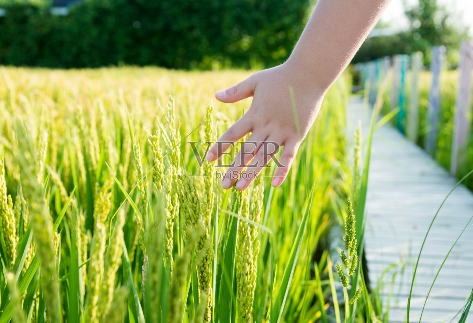 孩子用手触摸稻谷照片摄影图片