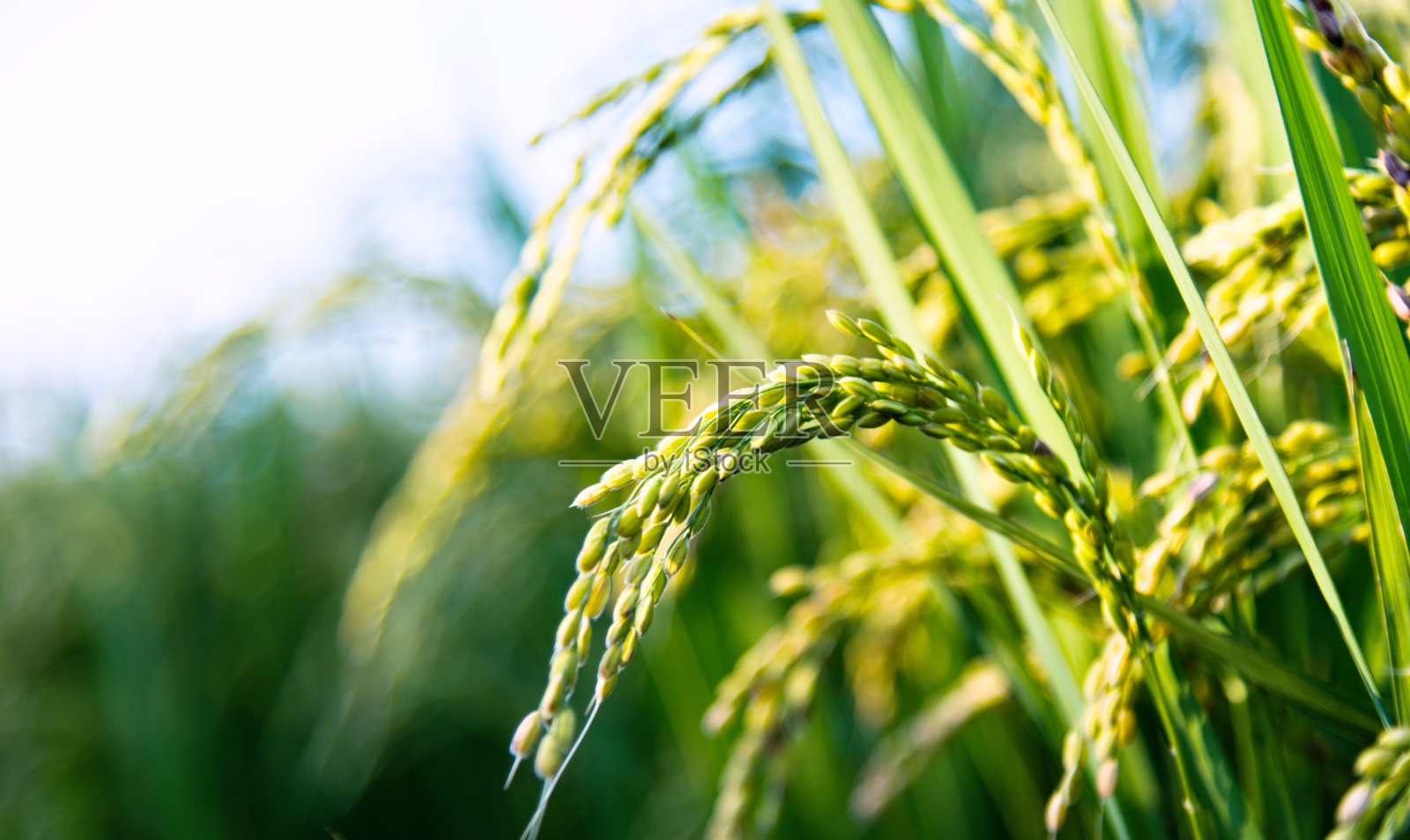 水稻作物的特写照片摄影图片