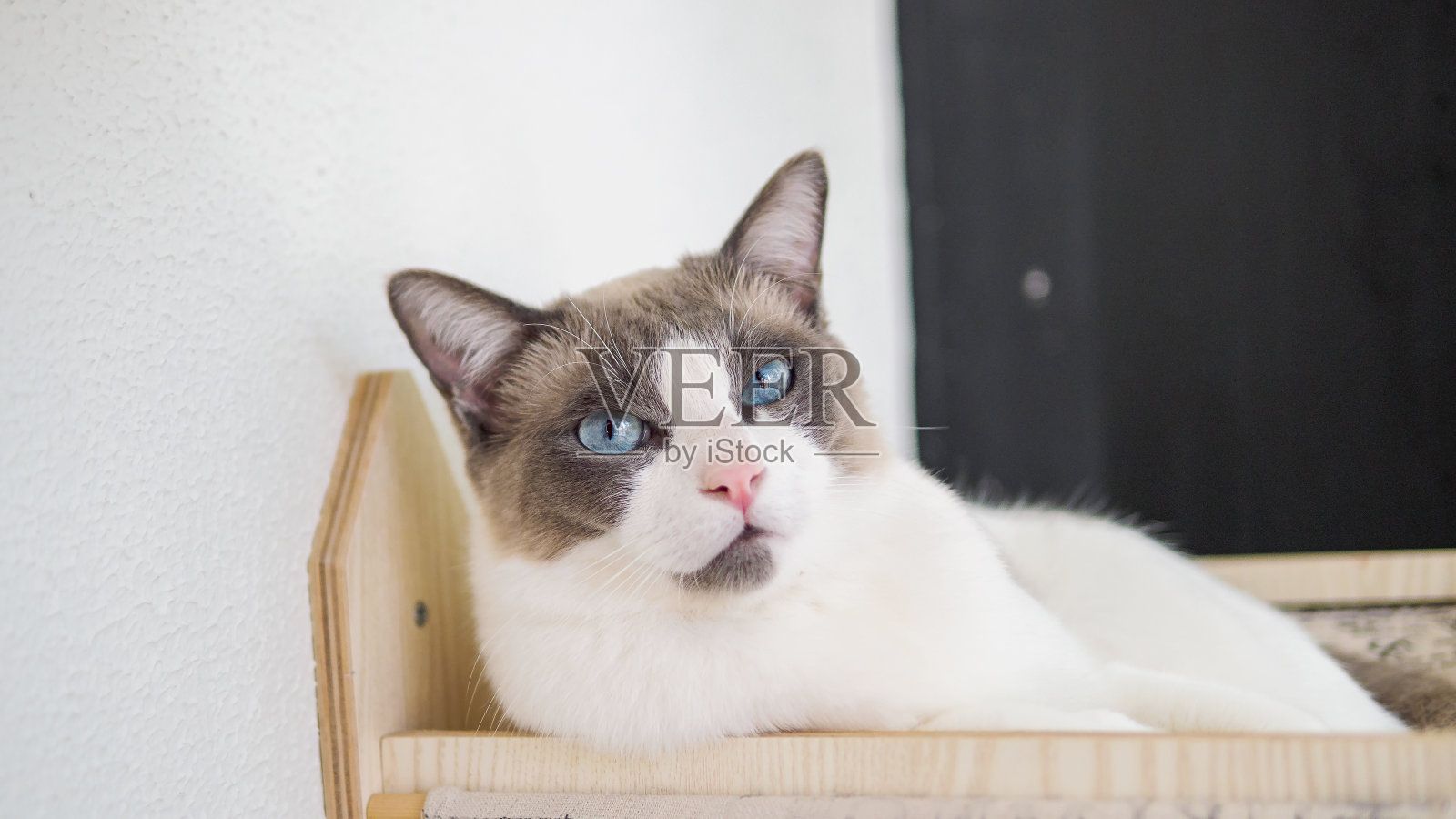 长毛双色棕白色布娃娃猫的肖像看着相机，布娃娃猫与蓝眼睛和长胡子在家。一幅慵懒脸的肖像。照片摄影图片