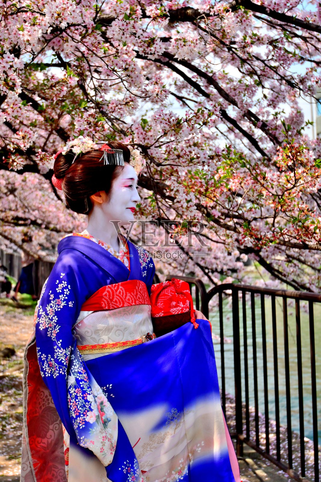 日本一名女子穿着舞子服装在京都欣赏樱花照片摄影图片