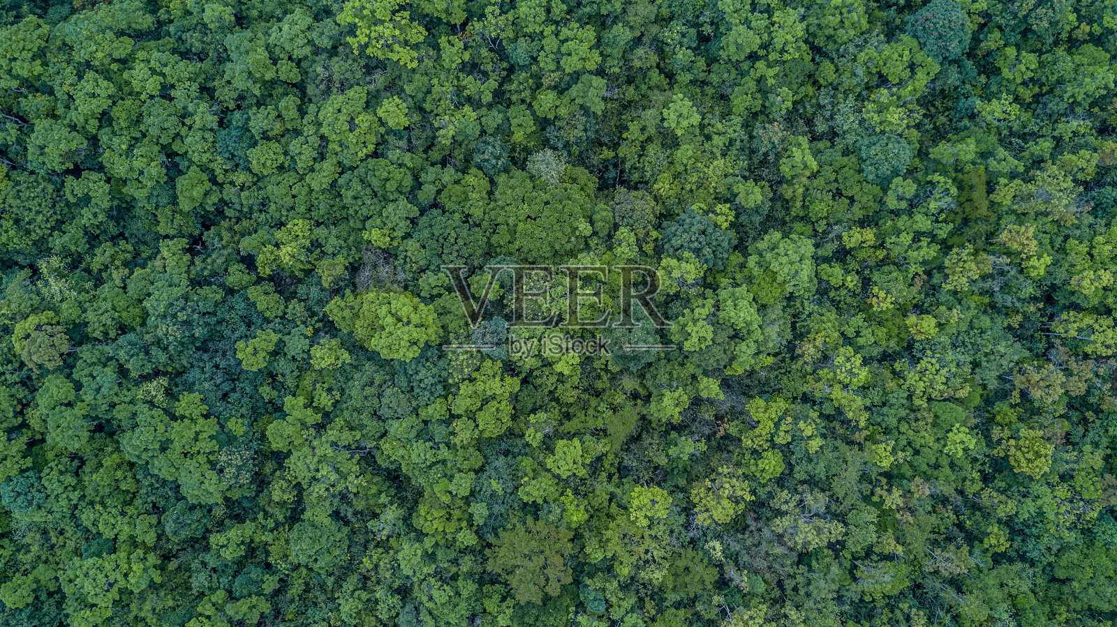 鸟瞰森林，从上面俯瞰森林的纹理。照片摄影图片