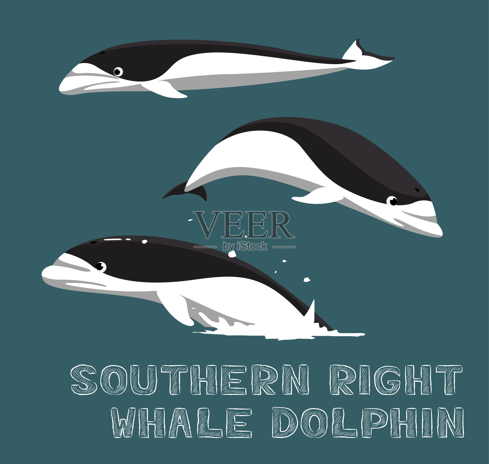 南露脊鲸海豚卡通矢量插图设计元素图片