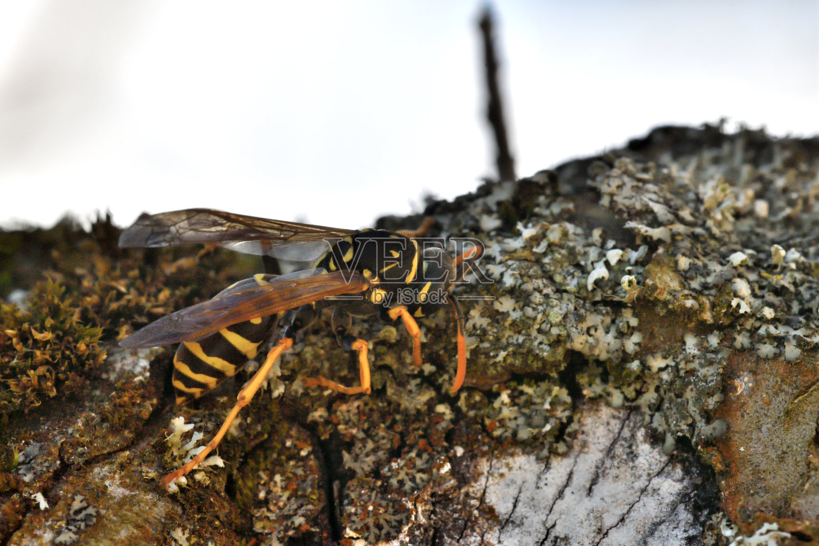 宏观肖像的两个黄蜂战斗在树上，黄蜂的战斗决斗照片摄影图片