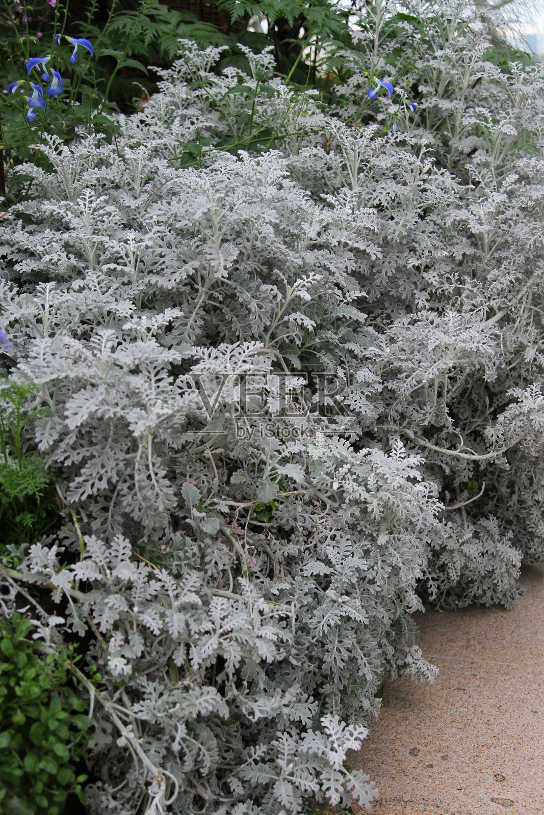 灰色背景下拍长势旺盛的摄阔叶植物植物素材设计