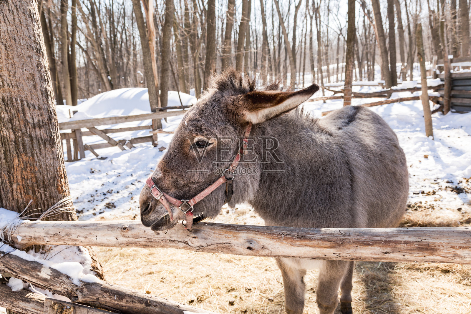 在冬季阳光明媚的一天，驴在农场的特写照片摄影图片