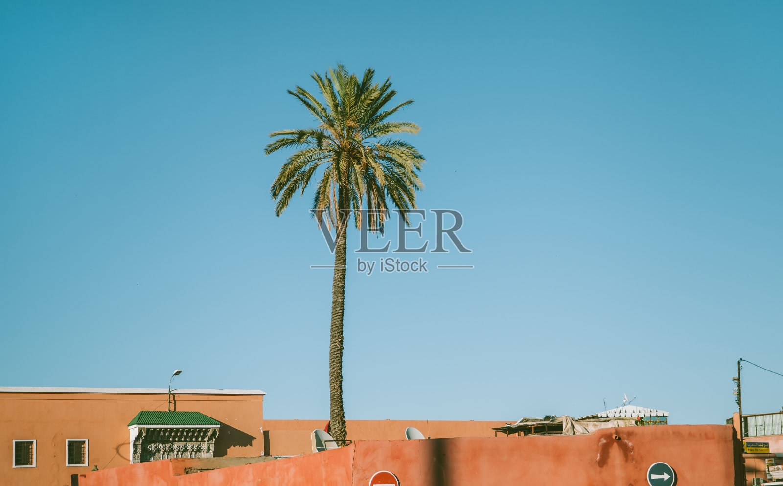 马拉喀什的一棵棕榈树照片摄影图片