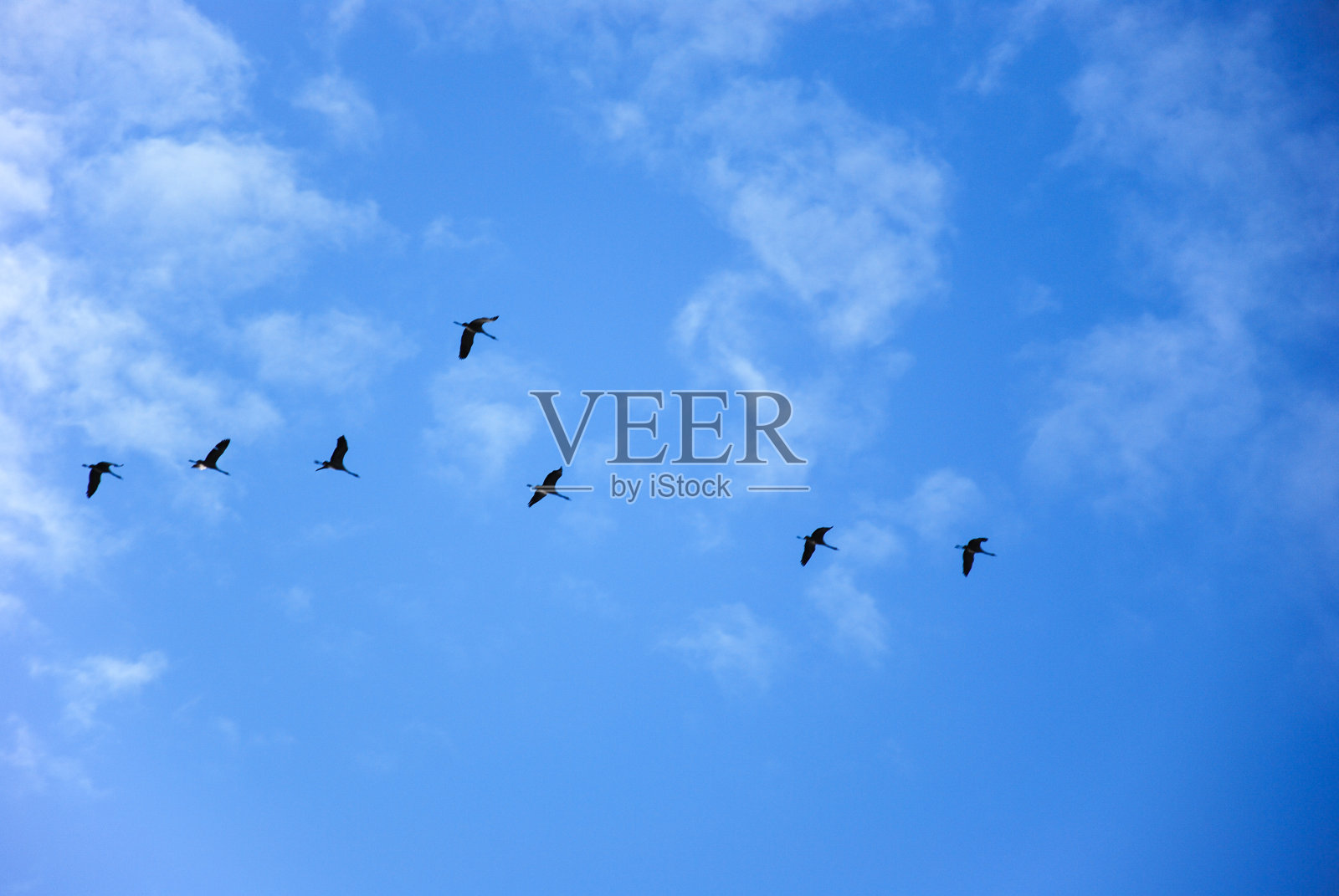 蓝天下迁徙的鹤照片摄影图片
