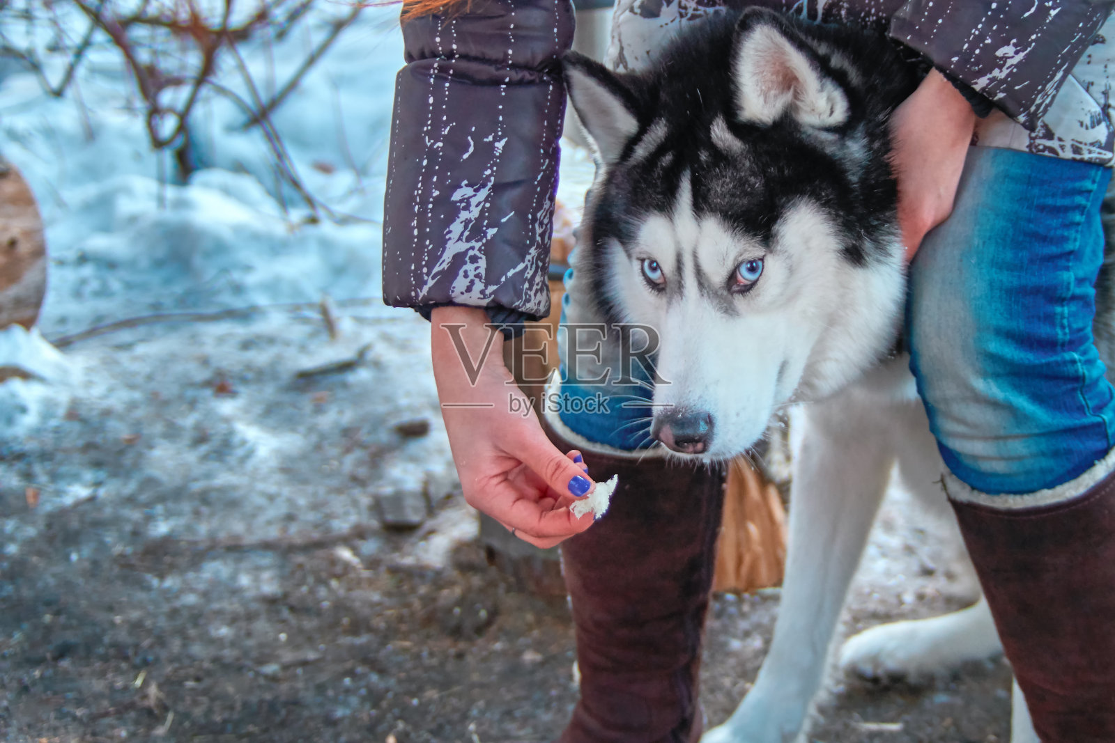 西伯利亚哈士奇夹在女主人的两腿之间。狗看着摄像机。照片摄影图片