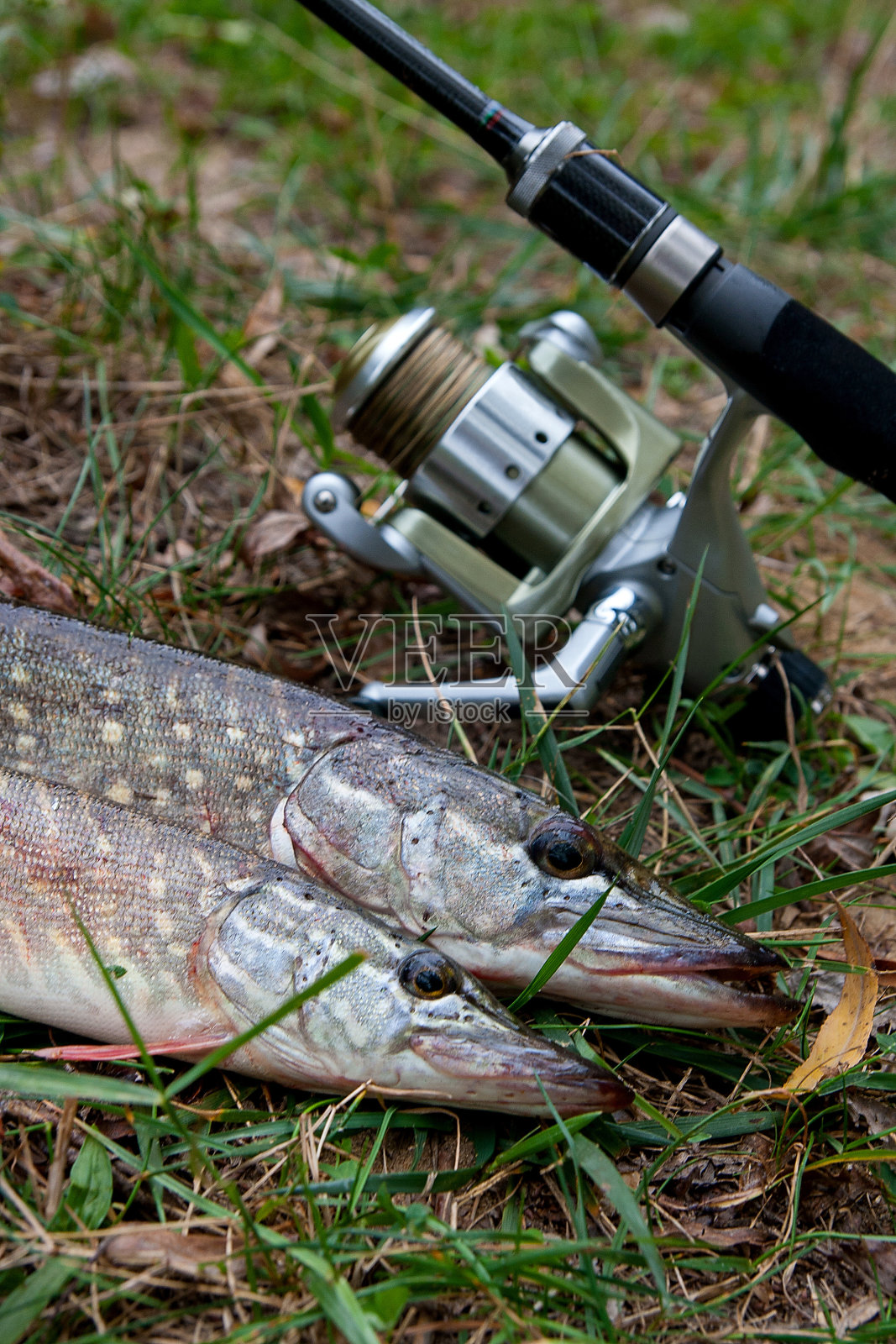 淡水梭子鱼和捕鱼设备躺在绿色的草地上。照片摄影图片