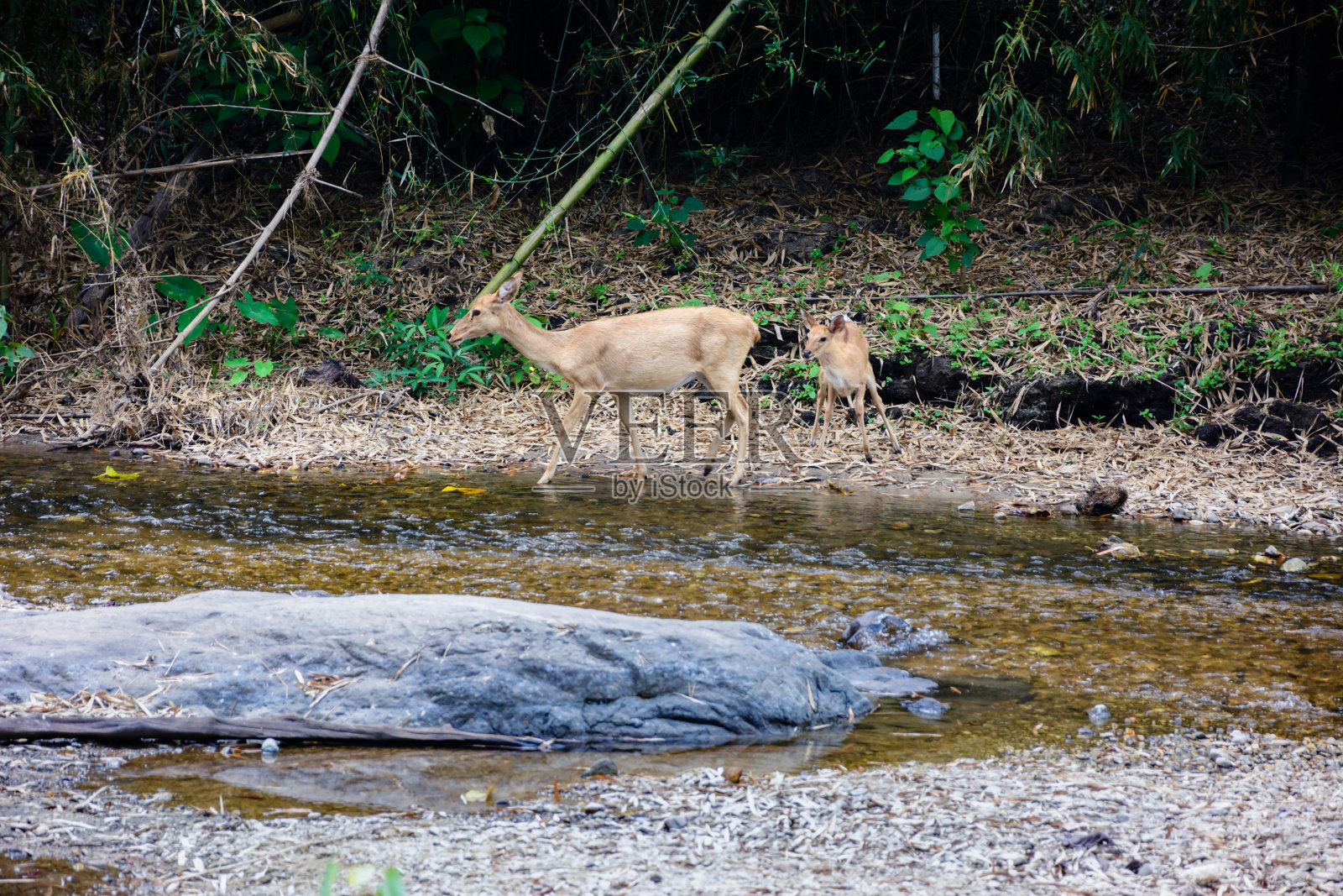 鹿和鹿走过水到森林。自然生境中的野生动物照片摄影图片