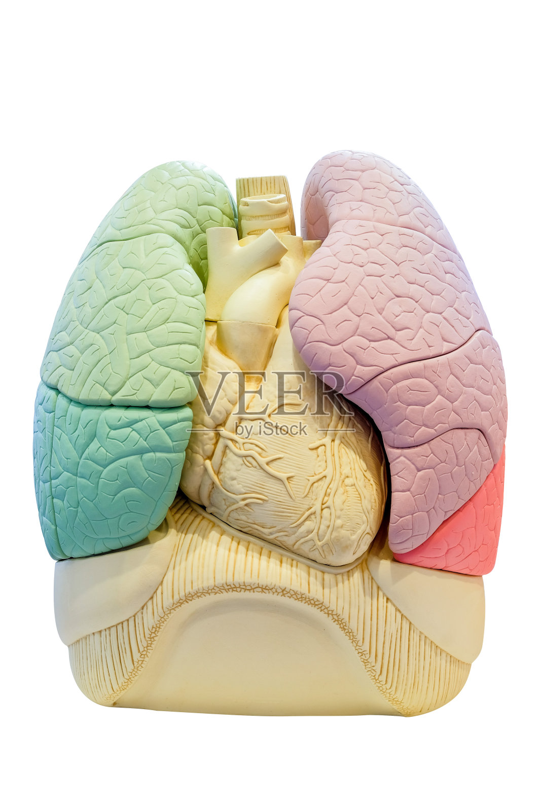 人体解剖节段肺模型照片摄影图片