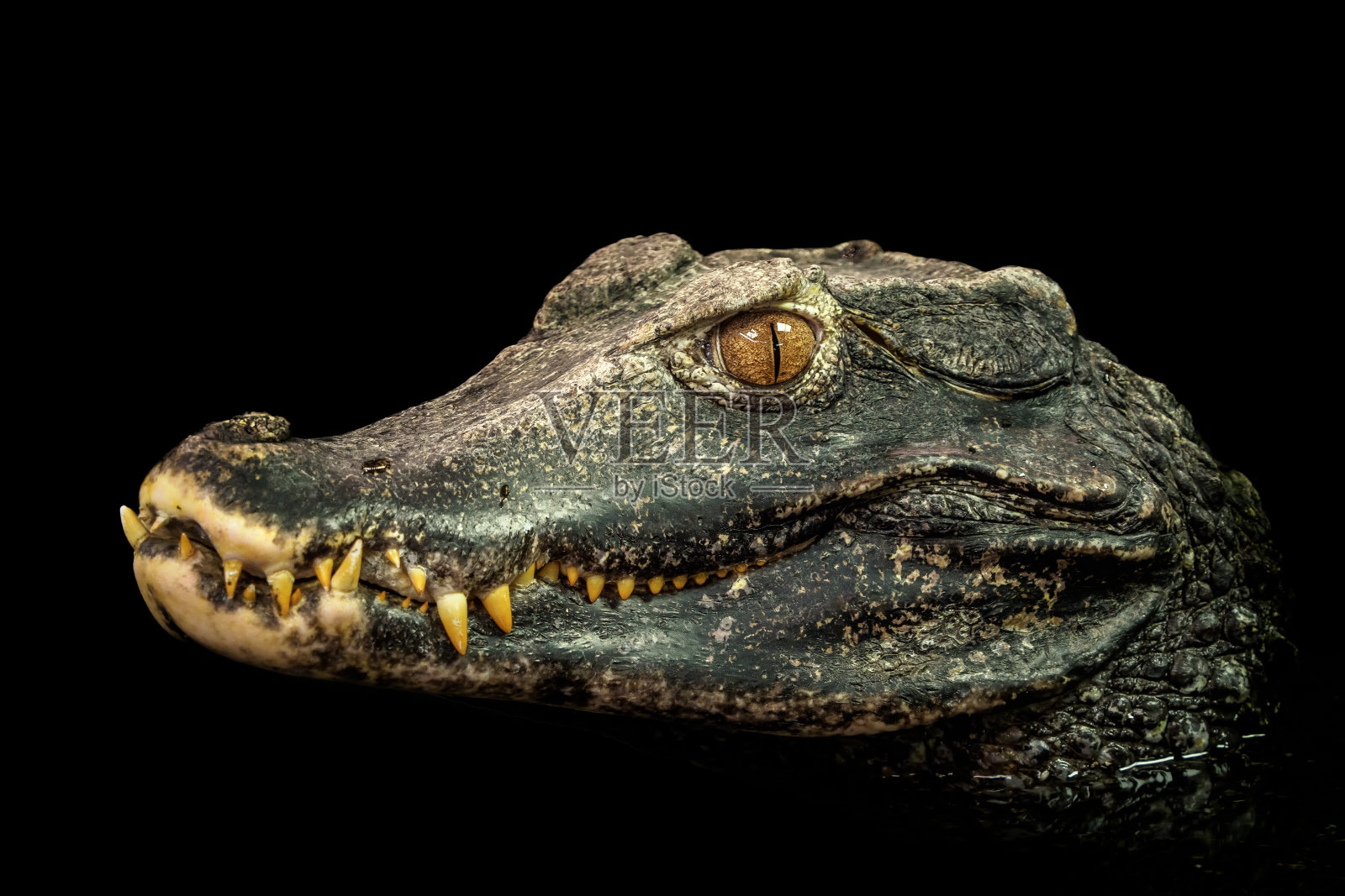 鳄鱼的头(古suchus palpebrosus)。矮凯门鳄。照片摄影图片