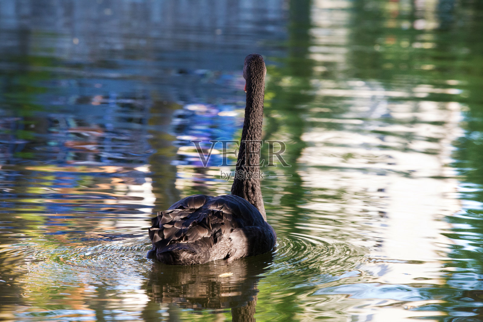 湖面上神奇的黑天鹅照片摄影图片