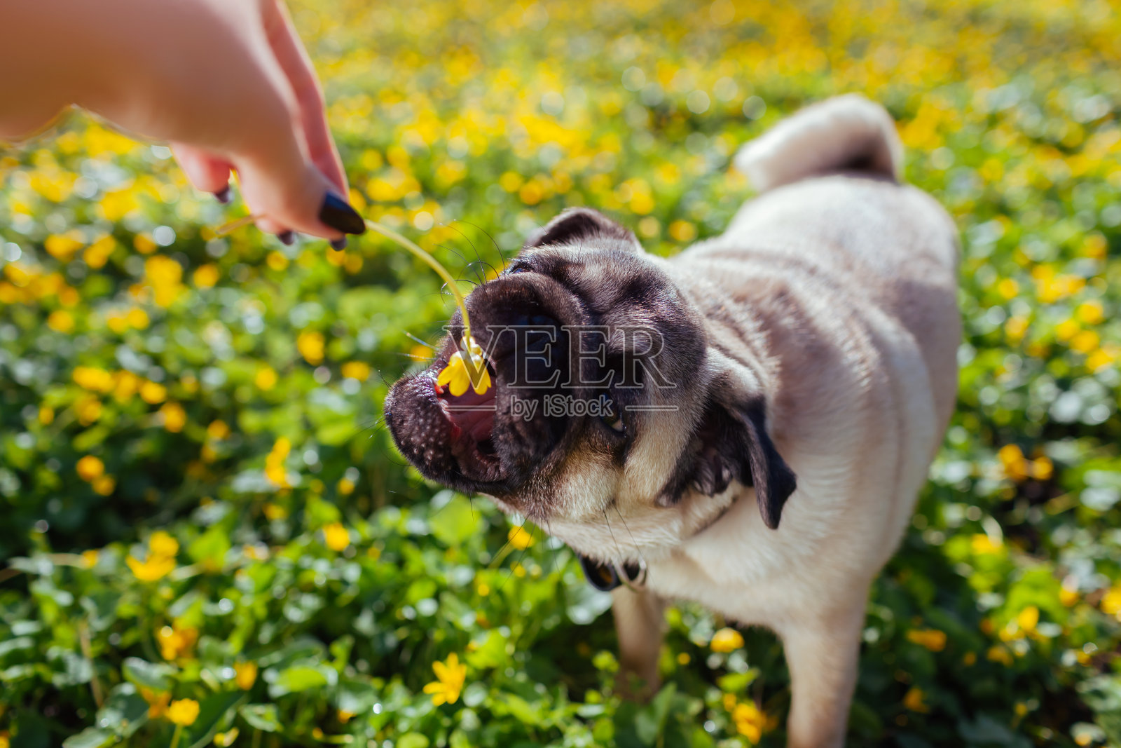和哈巴狗玩耍的女人。小狗想抓花。狗在花丛中漫步。快乐的哈巴狗狗照片摄影图片