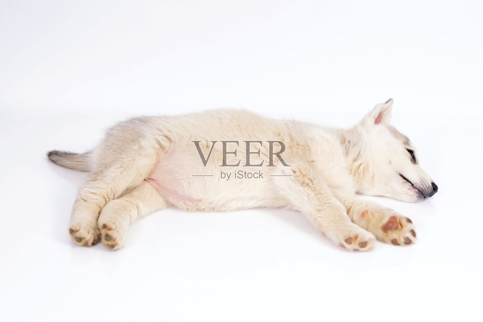 可爱的灰色和白色的西伯利亚哈士奇小狗躺在室内的白色背景上打盹照片摄影图片