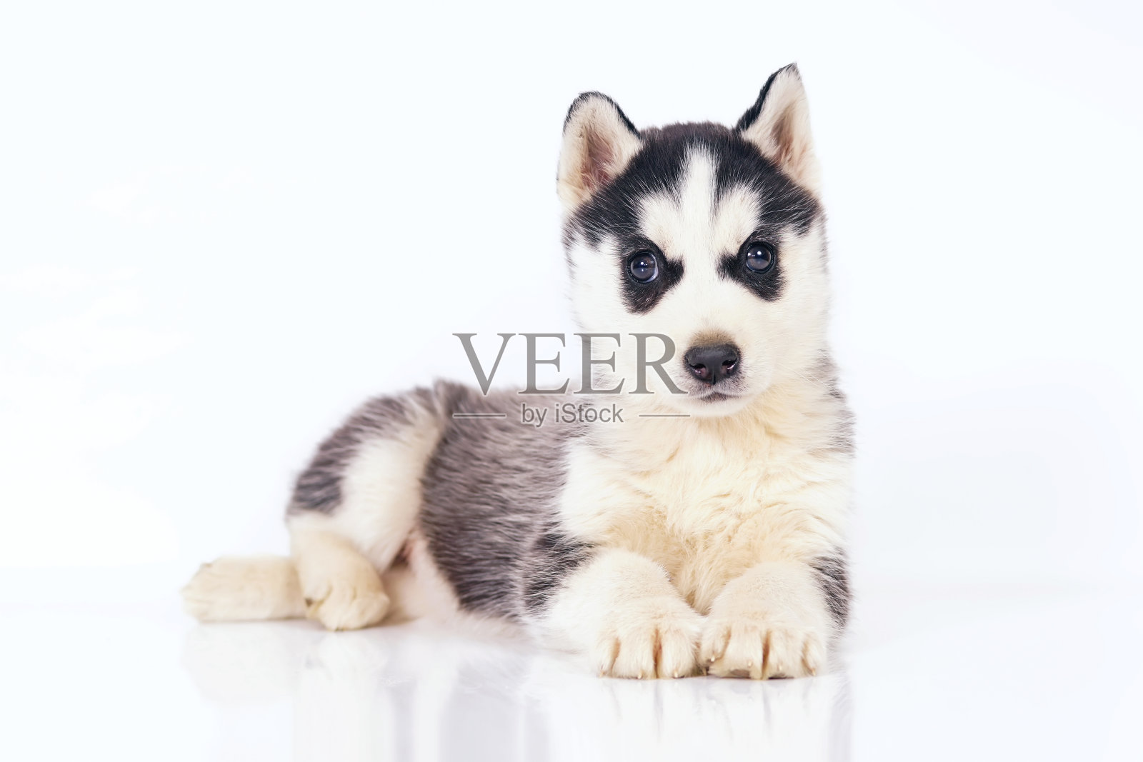 可爱的黑色和白色西伯利亚哈士奇小狗与棕色眼睛躺在室内的白色背景照片摄影图片