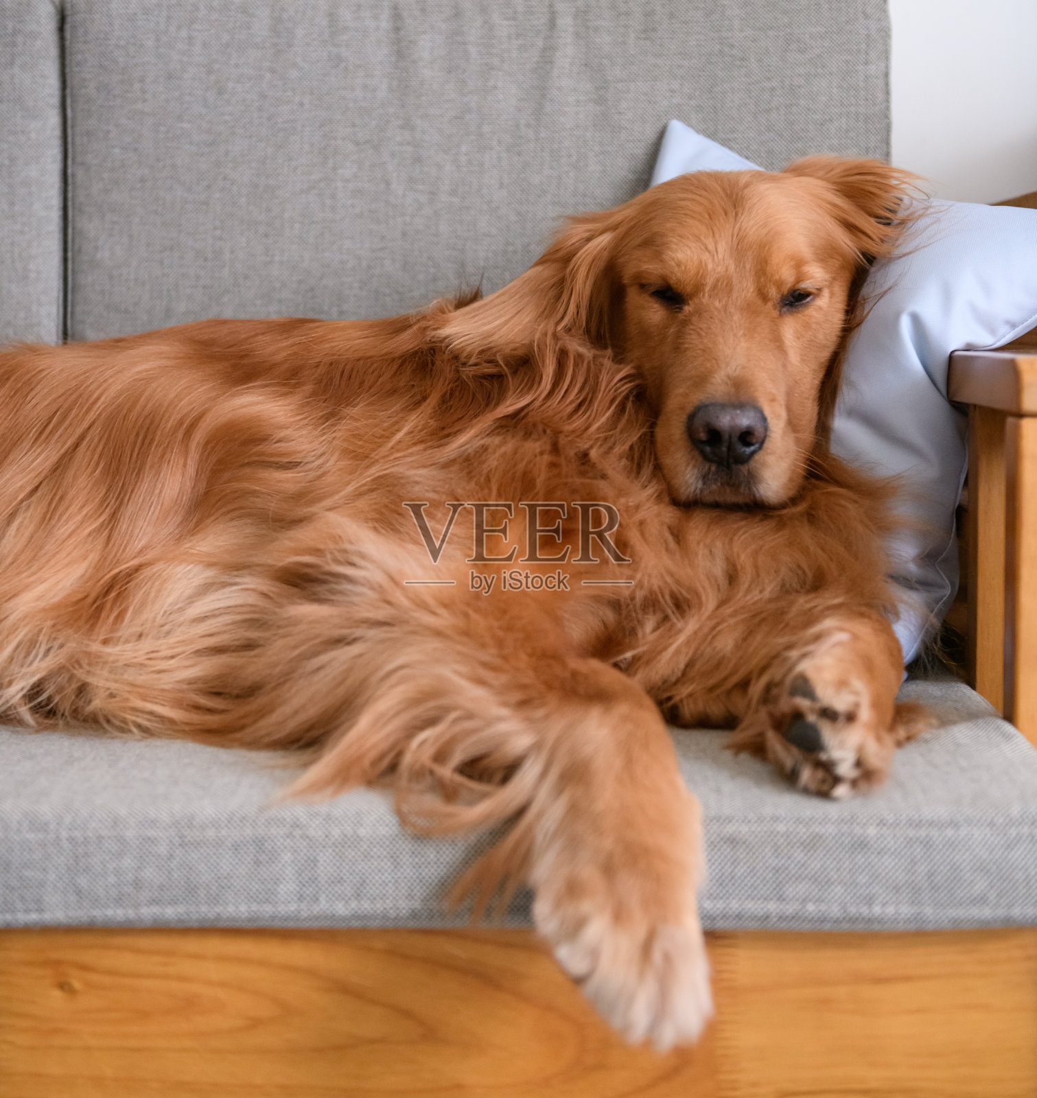 睡在沙发上的金毛猎犬照片摄影图片