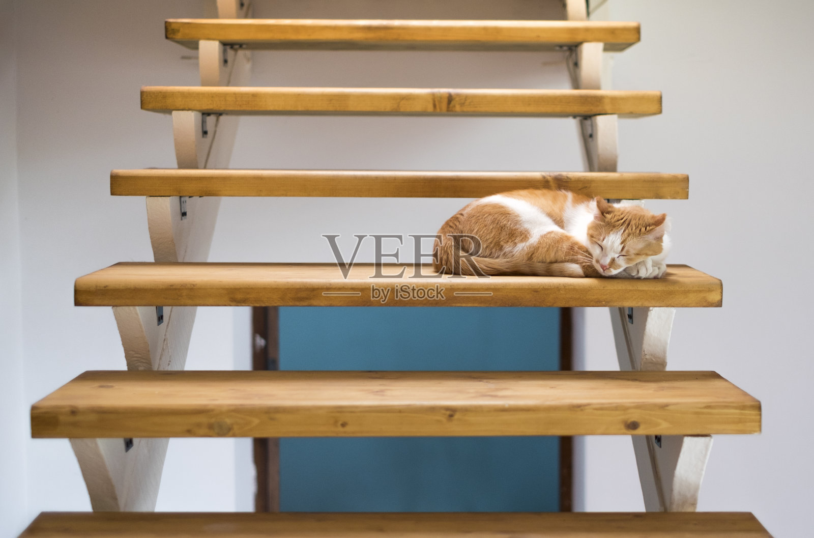 有趣可爱的橙色虎斑猫睡在楼梯上照片摄影图片