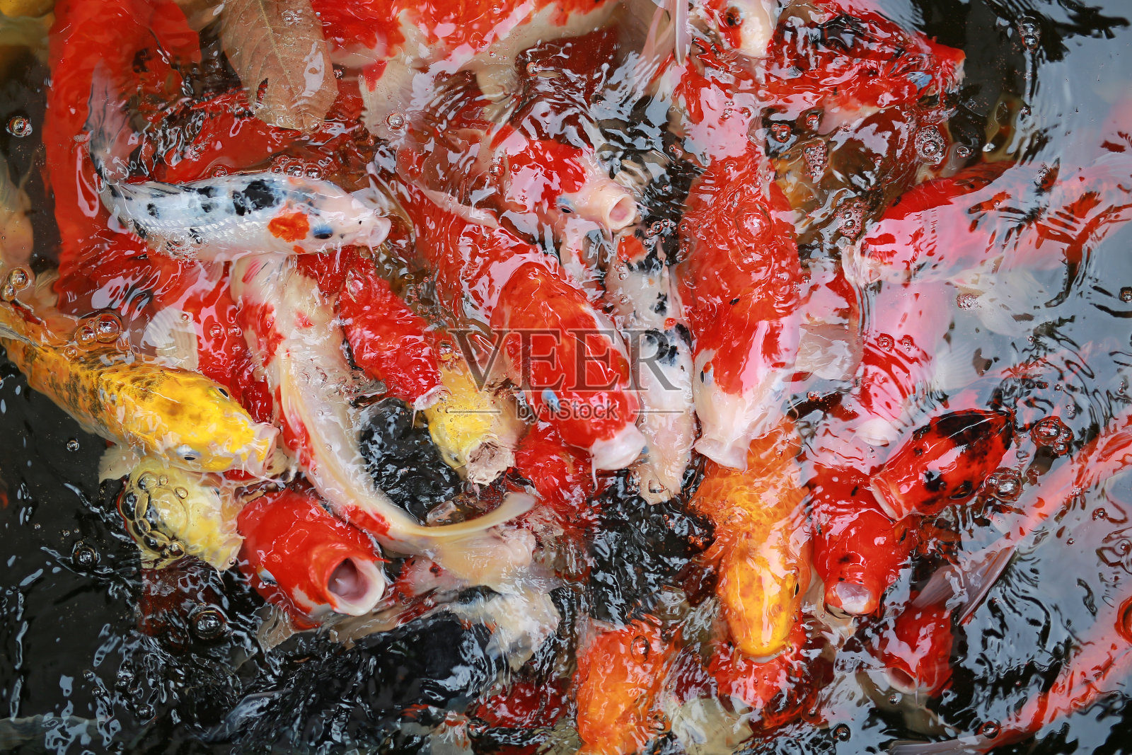 锦鲤聚集在一起争夺食物。照片摄影图片
