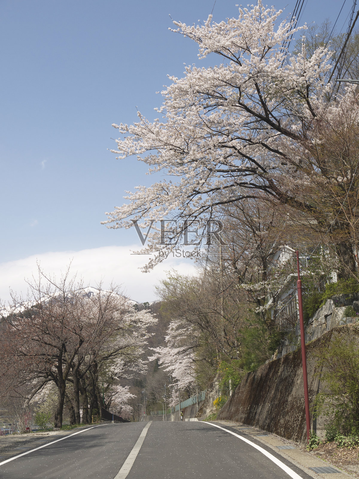 樱花盛开之路通往日本阿尔卑斯山照片摄影图片