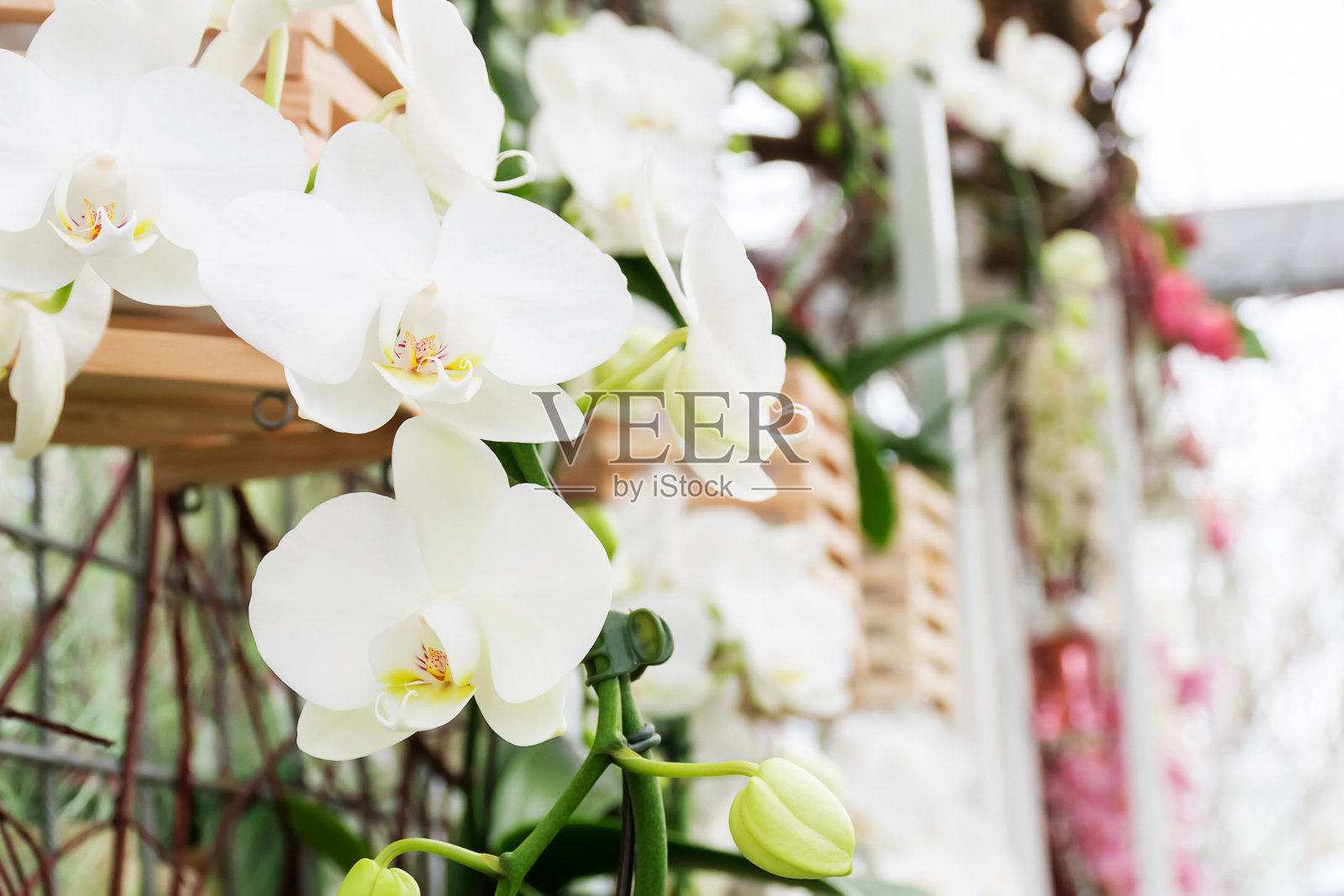美丽的白色兰花照片摄影图片