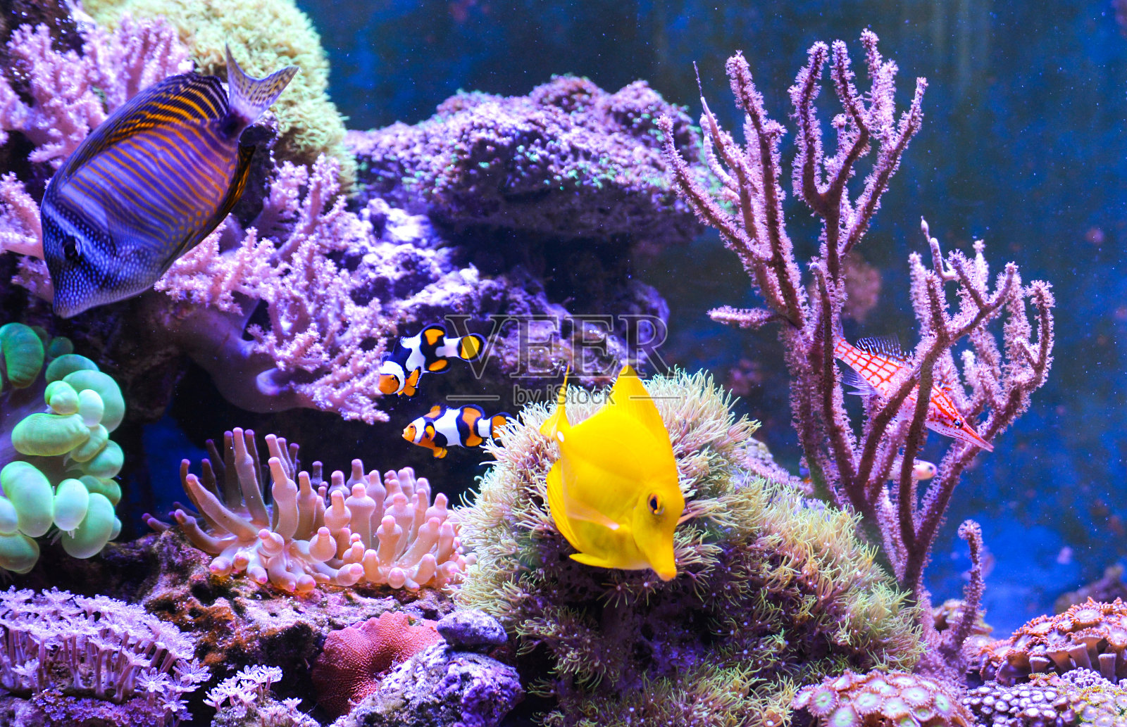 礁槽，装满水的海洋水族馆，用来饲养水下生物。天的观点。照片摄影图片