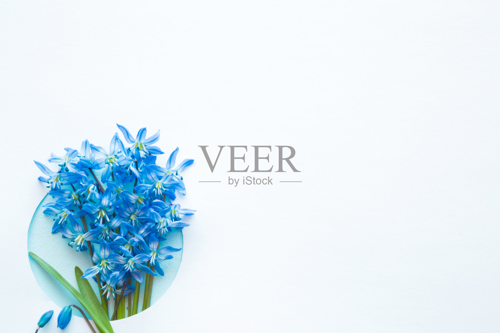 空白贺卡。新鲜，美丽的蓝色雪花莲(锡拉)在白色的背景。春天的第一批信使。束花。为鼓舞人心的文字或引用空的地方。照片摄影图片