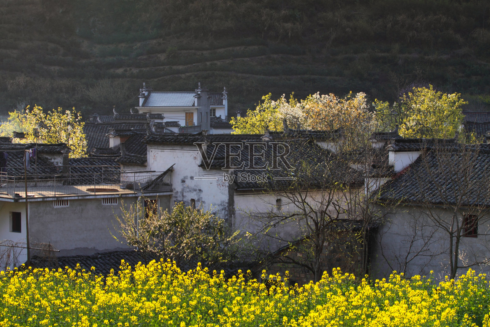 中国婺源的花椰菜和梨花照片摄影图片