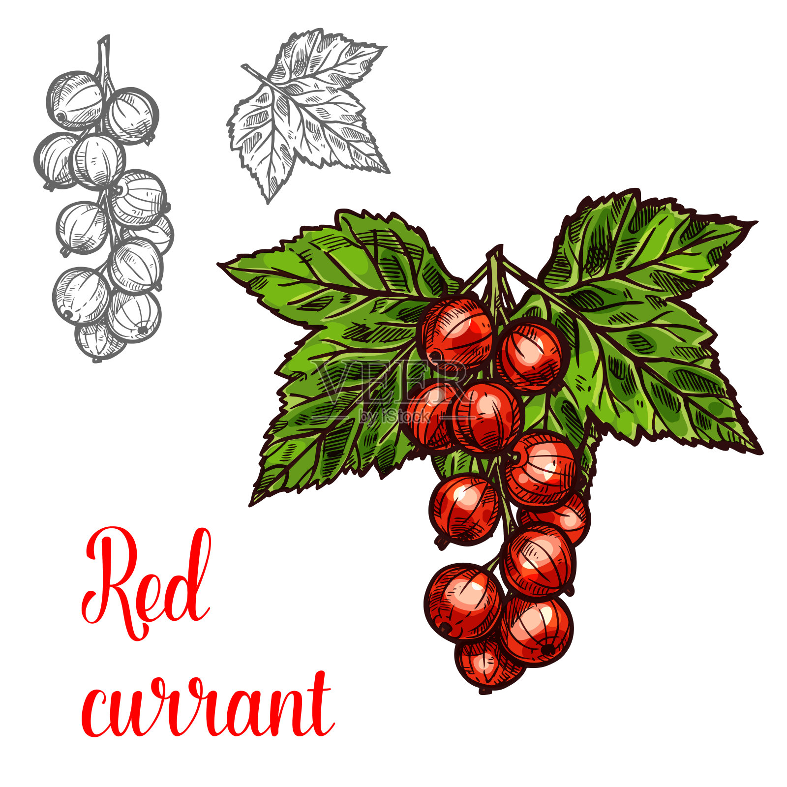 红醋栗向量素描水果浆果图标设计元素图片
