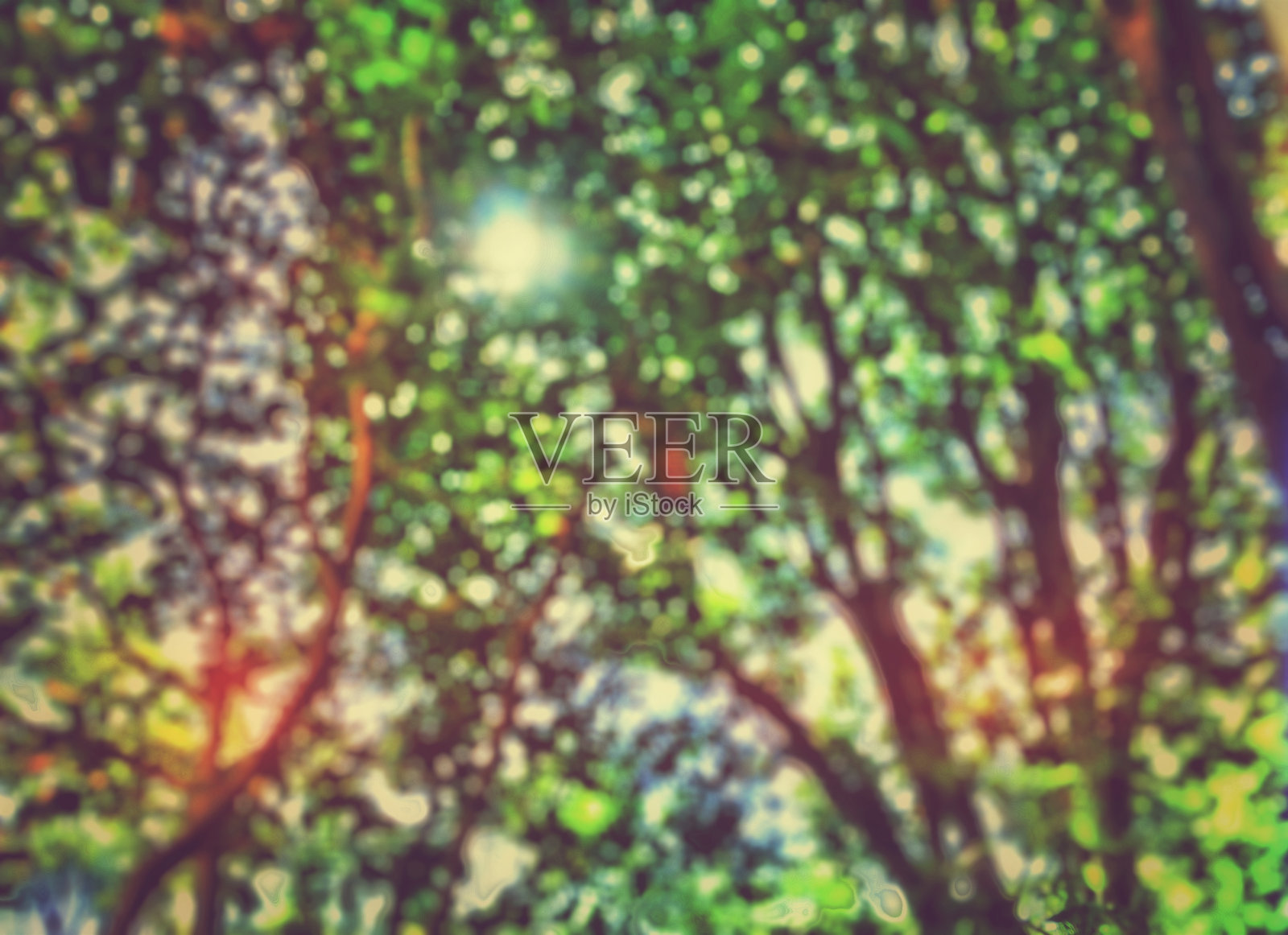摘要模糊森林背景与漏光。在阳光下的枝叶下散焦。照片摄影图片