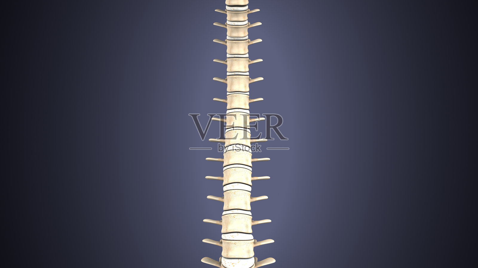 人体脊柱骨骼解剖的三维插图照片摄影图片
