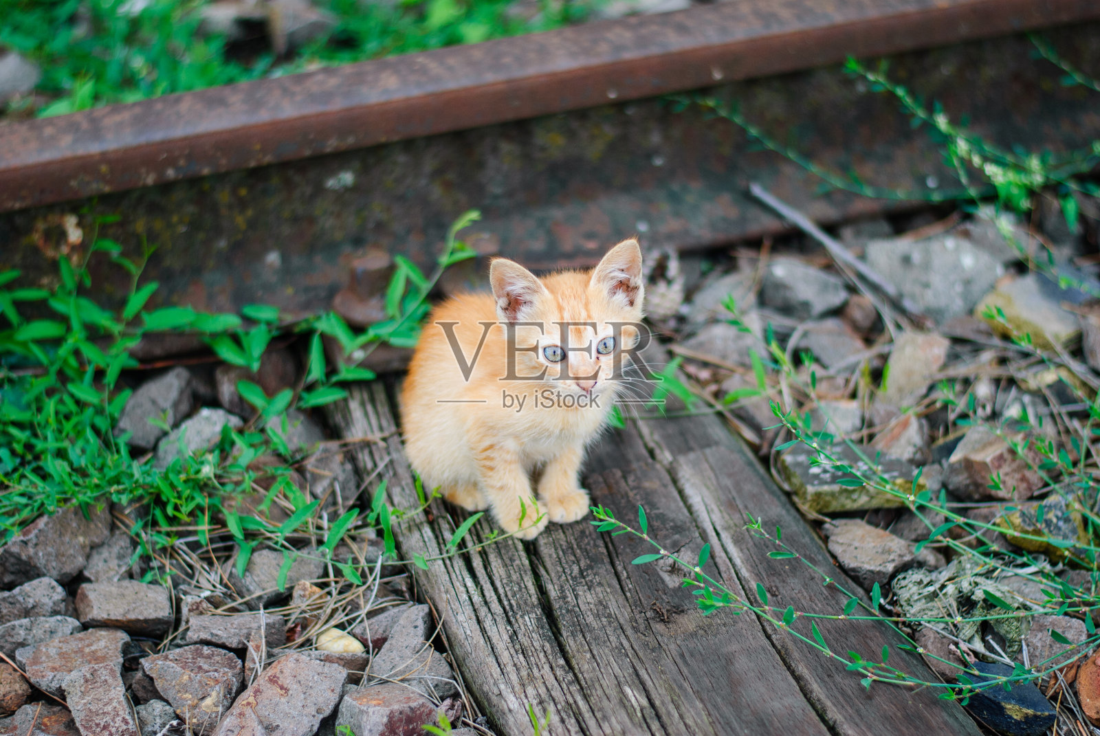 橙色的小猫在废弃的火车站里玩耍照片摄影图片
